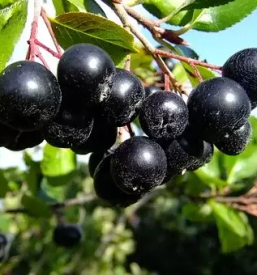 Bio caj aronije dolenjska