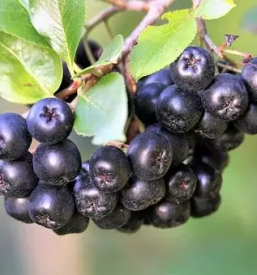 Bio sok aronije dolenjska