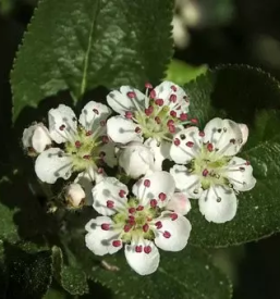 Bio sok aronije dolenjska