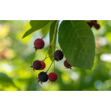 VIKTOR PAVLIČ - NOSILEC DOPOLNILNE DEJAVNOSTI NA KMETIJI