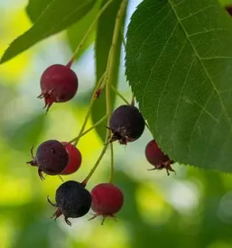 Bio sok aronije dolenjska