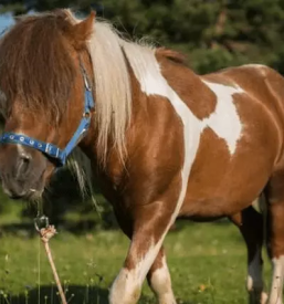 Case glamping nei dintorni di lubiana