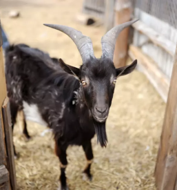 Odkup drobnice slovenija