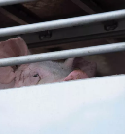 Odkup in prodaja zivine po sloveniji