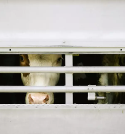 Odkup in prodaja zivine po sloveniji