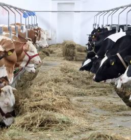 Odkup in prodaja zivine po sloveniji