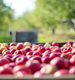 Bio jabolka dolenjska