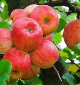 Ekolosko sadje dolenjska