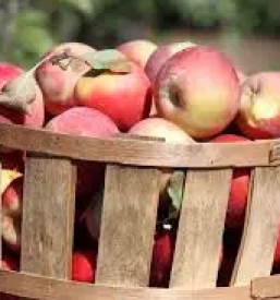 Ekolosko sadje dolenjska