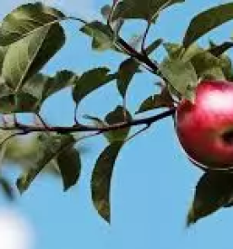 Ekolosko sadje dolenjska