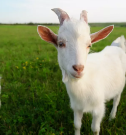Odkup in prodaja zivine po sloveniji