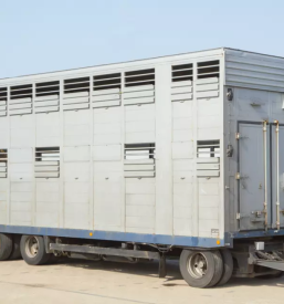 Prevozi živih živali