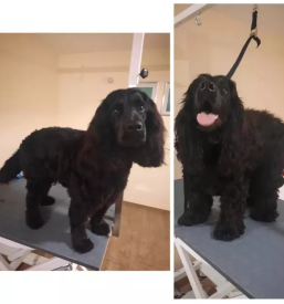 Salon za pse in mačke Prebold