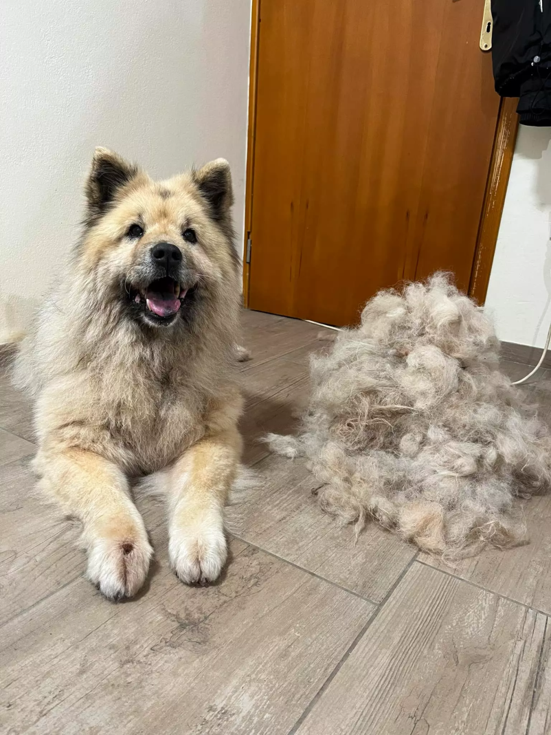 Pasji frizer Prebold