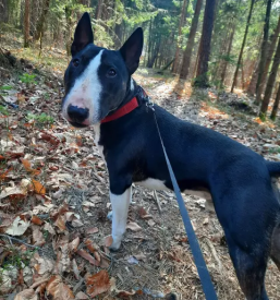 Pasji hotel v sloveniji