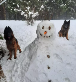 Pasji hotel v sloveniji