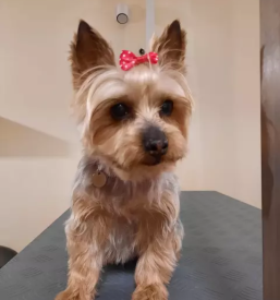 Pasji hotel v sloveniji