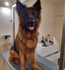 Pasji hotel v sloveniji