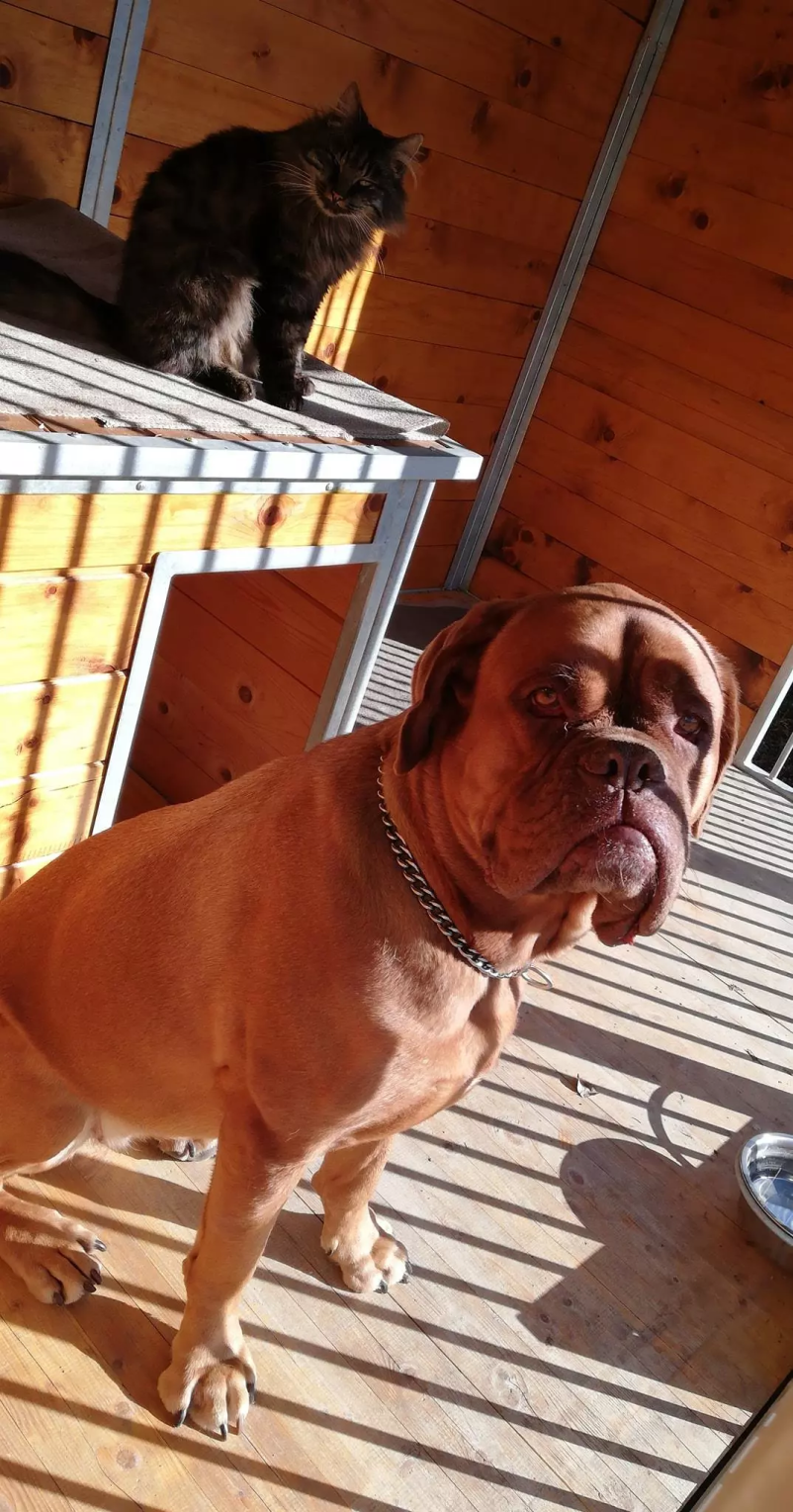 Pasji hotel Slovenija