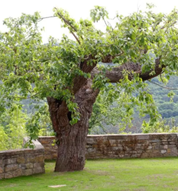 Apartma v koprskem zaledju