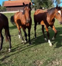 Ferienwohnungen steiermark
