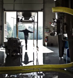 Modra frankinja Prekmurje Slovenija