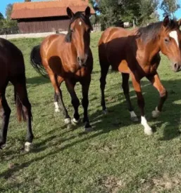 Reiten steiermark