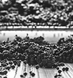 Prodaja vrhunskih belih vin Slovenija