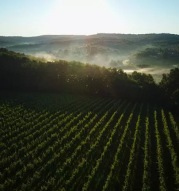 Vrhunska vina MAROF degustacija, Pomurje