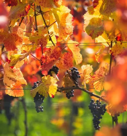 Ugodna in vrhunska vina MAROF, Pomurje