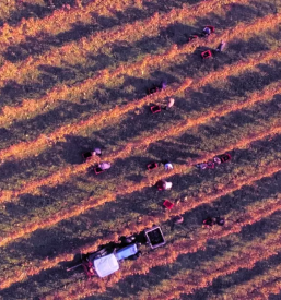 Prodaja vrhunskih vin MAROF, Pomurje