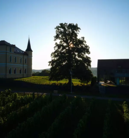 Dobra in vrhunska vina MAROF, Pomurje