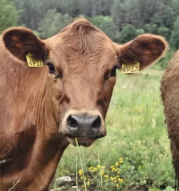 Turisticna kmetija primorska notranjska