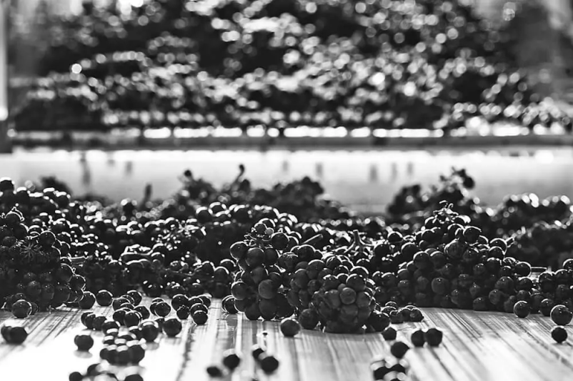 Vrhunska modra frankinja Slovenija