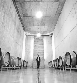 Prodaja vrhunskih rdečih vin Slovenija