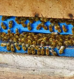 Izdelava cebeljih panjev slovenija