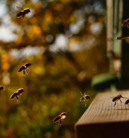 Izdelava cebelnjakov po narocilu slovenija