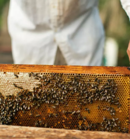 Izdelava cebelnjakov po narocilu slovenija