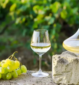 Izleti in degustacije vin stajerska