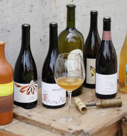 Izleti in degustacije vin stajerska