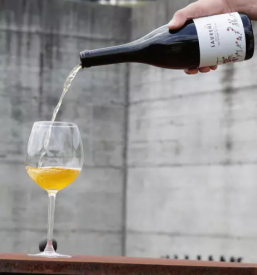 Izleti in degustacije vin stajerska