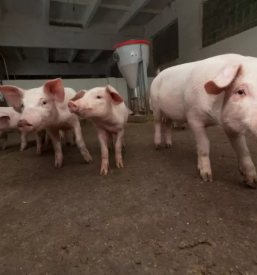 Najboljsa veterinarska postaja osrednja slovenija