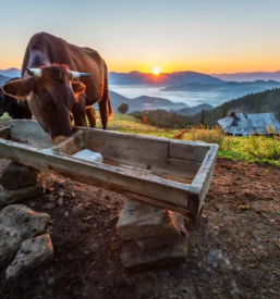Najboljsa veterinarska postaja osrednja slovenija