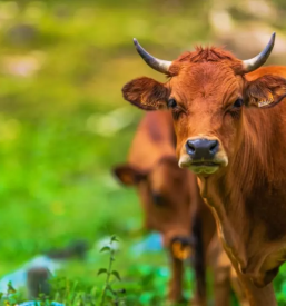Najboljsa veterinarska postaja osrednja slovenija