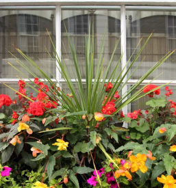 Balkonske rastline Rogaška Slatina