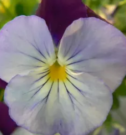 Prodaja enoletnih cvetlic celje