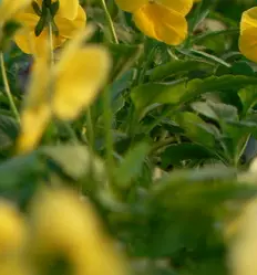 Prodaja enoletnih cvetlic celje