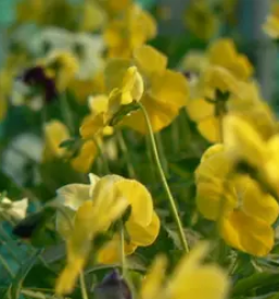 Prodaja enoletnih cvetlic celje