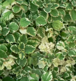 Prodaja enoletnih cvetlic celje