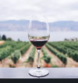 Prodaja kvalitetnih naravnih vin slovenija